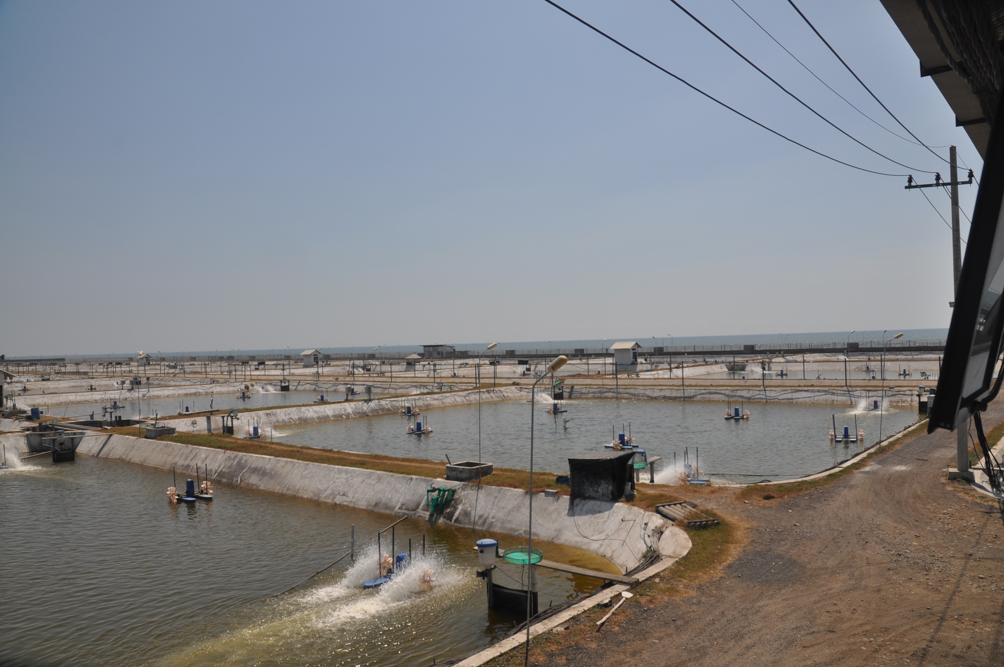 Paddle wheels aerate pools of water at the shrimp farm.